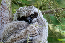 Great Horned Owl
